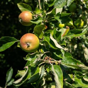 Appels op voedselbos in Drenthe