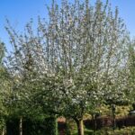 Bloesem op voedselbos Drenthe