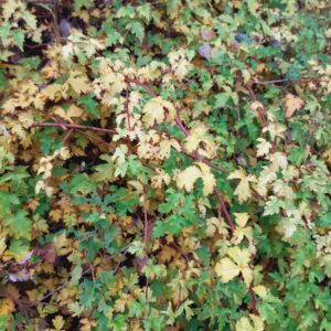 Duurzaam beheer van de natuur in Drenthe
